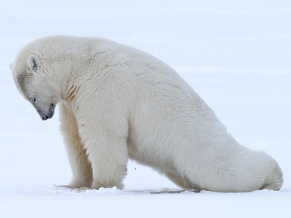 Un ours polaire qui semble faire une posture du yoga