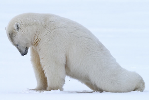 Un ours polaire qui semble faire une posture du yoga