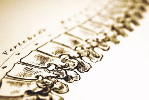 Spine-Pic